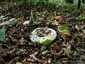 Földtoló galambgomba (Russula delica), Pilis